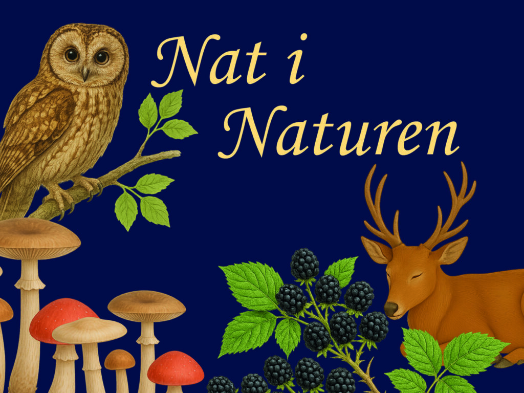 Nat i Naturen