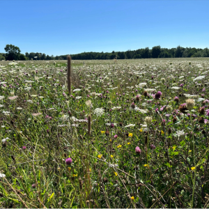 Blomstermark