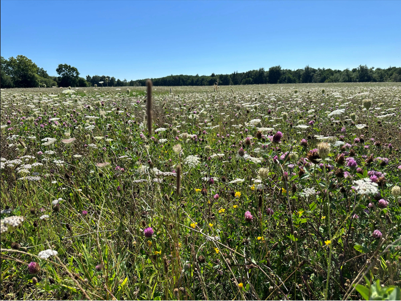 Blomstermark