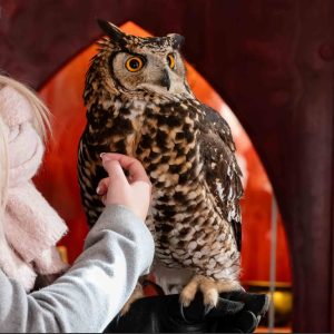 Ugler i Museum Obscurum