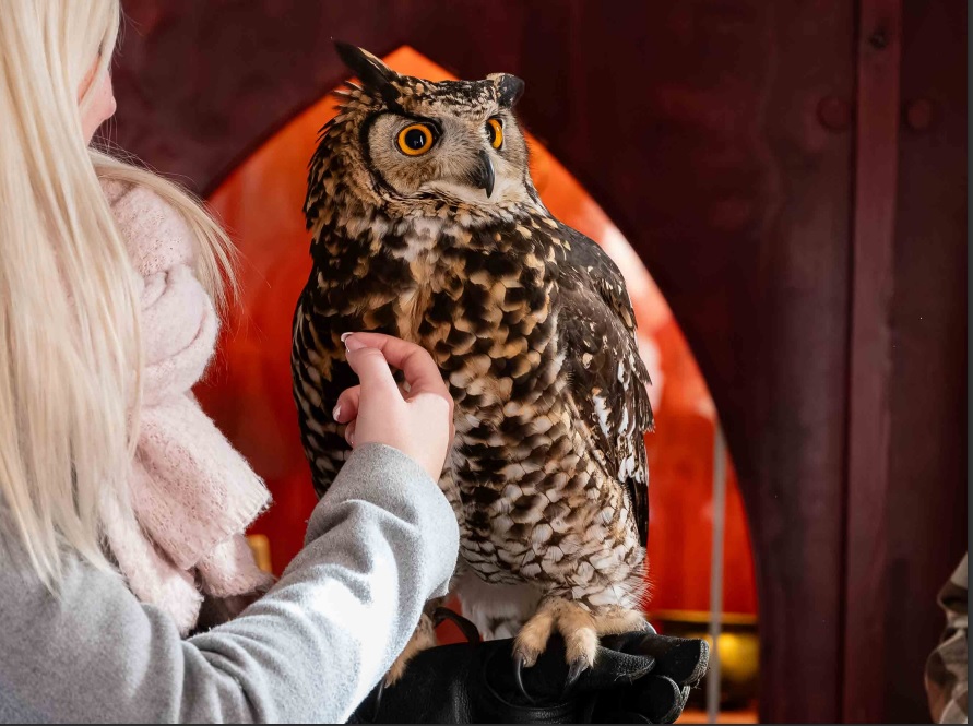 Ugler i Museum Obscurum