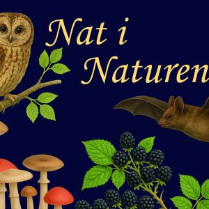 Nat i Naturen